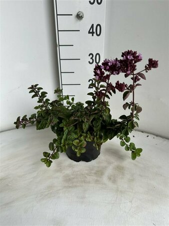 Origanum 'Rosenkuppel' P9 - afbeelding 5