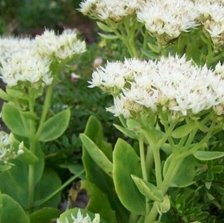 Sedum spectabile 'Stardust' P9 - afbeelding 2