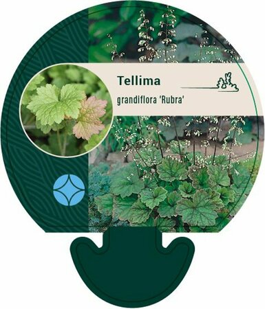 Tellima grandiflora 'Rubra' P9 - afbeelding 2
