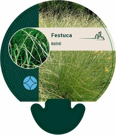 Festuca mairei P9 - afbeelding 3