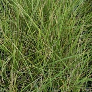 Festuca mairei P9 - afbeelding 2