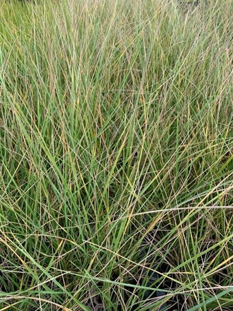 Festuca mairei P9 - afbeelding 4