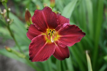Hemerocallis 'Pardon Me' P9 - afbeelding 3