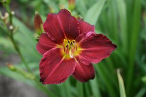 Hemerocallis 'Pardon Me' P9 - afbeelding 3