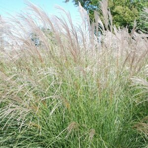 Miscanthus sinensis 'Yaku Jima' P9 - afbeelding 1