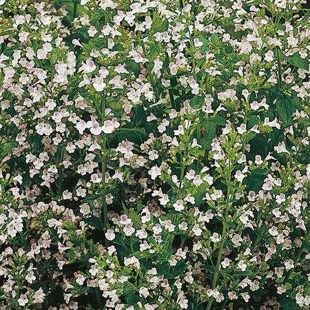 Calamintha nepeta nepeta P9 - afbeelding 3