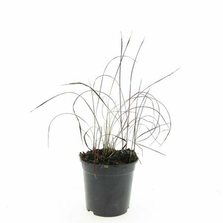 Imperata cylindrica 'Red Baron' P9 - afbeelding 5