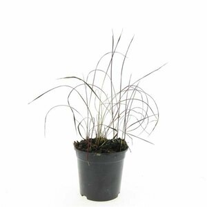 Imperata cylindrica 'Red Baron' P9 - afbeelding 5