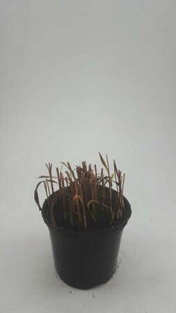 Imperata cylindrica 'Red Baron' P9 - afbeelding 13