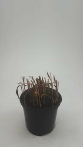 Imperata cylindrica 'Red Baron' P9 - afbeelding 13