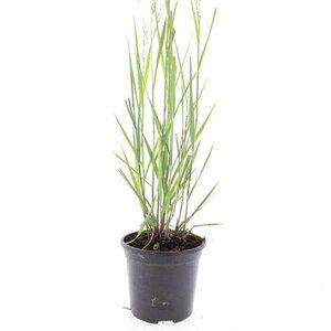 Panicum virgatum 'Heavy Metal' C5 - afbeelding 2