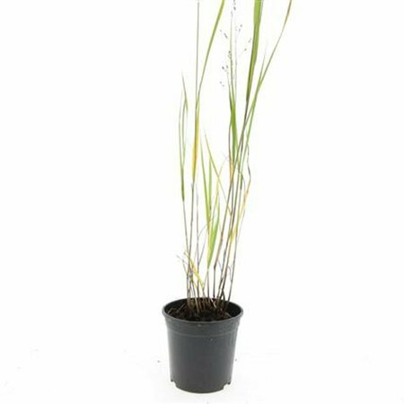 Panicum virgatum 'Heavy Metal' C5 - afbeelding 4