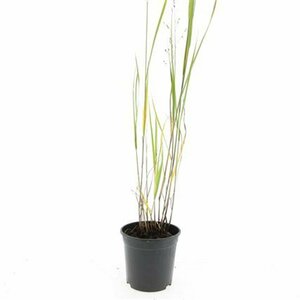 Panicum virgatum 'Heavy Metal' C5 - afbeelding 4