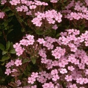 Saponaria ocymoides P9 - afbeelding 5