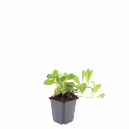 Persicaria affinis 'Darjeeling Red' P9 - afbeelding 5
