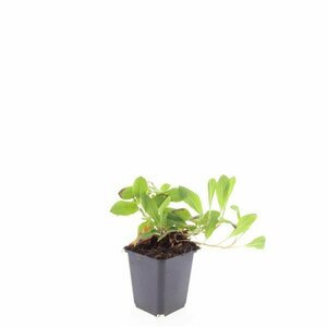 Persicaria affinis 'Darjeeling Red' P9 - afbeelding 5