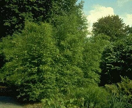 Phyllostachys aurea 150/175 C. - afbeelding 2