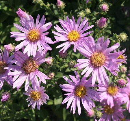Aster amellus 'Rosa Erfüllung' P9 - afbeelding 2
