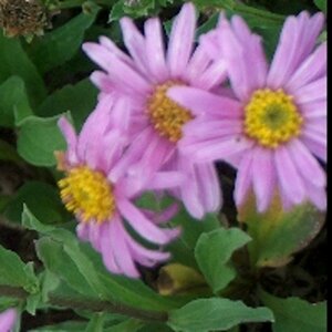 Aster amellus 'Rosa Erfüllung' P9 - afbeelding 4
