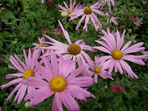 Chrysanthemum rubellum 'Clara Curtis' P9