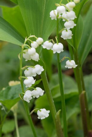Convallaria majalis P9 - afbeelding 3
