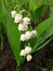 Convallaria majalis P9 - afbeelding 1