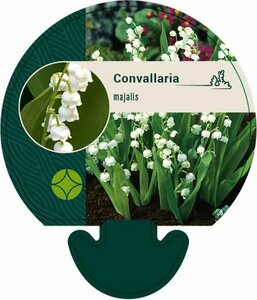 Convallaria majalis P9 - afbeelding 2