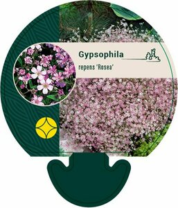 Gypsophila repens 'Rosea' P9 - afbeelding 6