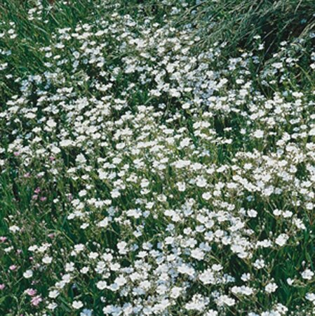 Gypsophila repens 'Alba' P9 - afbeelding 4