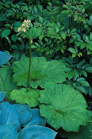 Astilboides tabularis P9 - afbeelding 4
