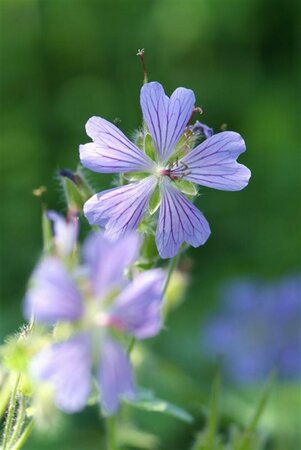 Geranium 'Philippe Vapelle' P9 - afbeelding 6