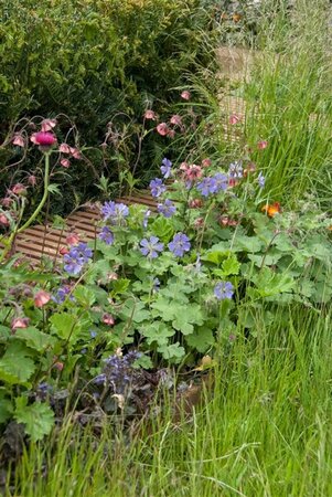 Geranium 'Philippe Vapelle' P9 - afbeelding 7