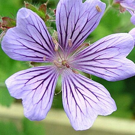 Geranium 'Philippe Vapelle' P9 - afbeelding 4