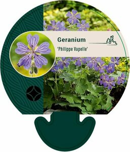 Geranium 'Philippe Vapelle' P9