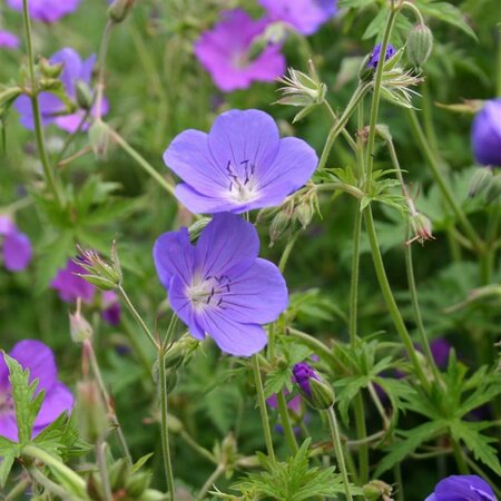 Geranium 'Brookside' P9 - afbeelding 3
