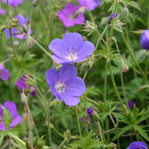 Geranium 'Brookside' P9 - afbeelding 3