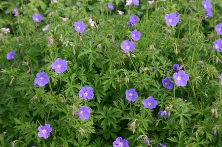 Geranium 'Brookside' P9 - afbeelding 4