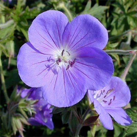 Geranium 'Brookside' P9 - afbeelding 6