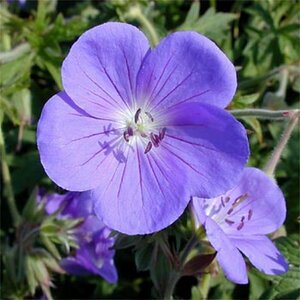 Geranium 'Brookside' P9 - afbeelding 6