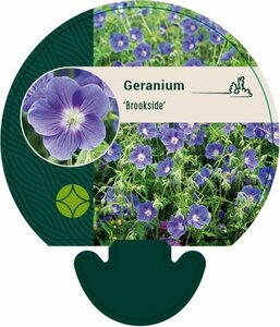Geranium 'Brookside' P9