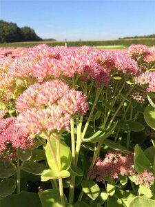Sedum 'Herbstfreude' C2 - afbeelding 3