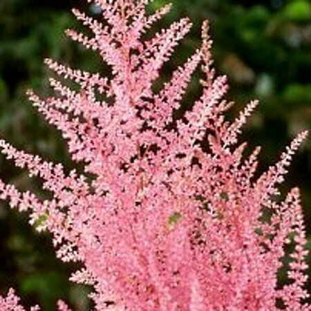 Astilbe japonica 'Europa' P9 - afbeelding 2