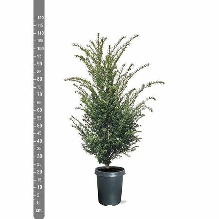 Taxus baccata 40/50 C. - afbeelding 13