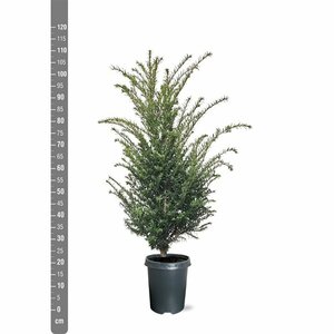 Taxus baccata 40/50 C. - afbeelding 13