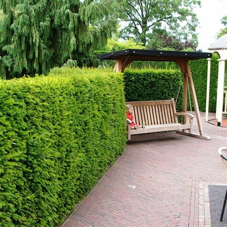 Taxus baccata 40/50 C. - afbeelding 2