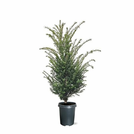 Taxus baccata 40/50 C. - afbeelding 29