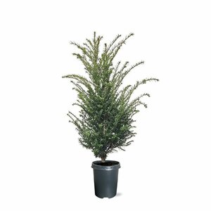 Taxus baccata 40/50 C. - afbeelding 29