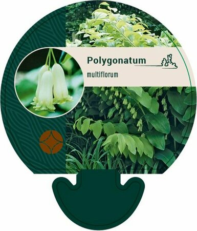 Polygonatum multiflorum P9 - afbeelding 2