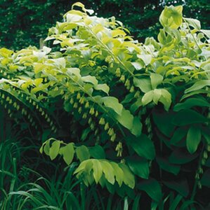 Polygonatum multiflorum P9 - afbeelding 5