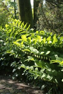 Polygonatum multiflorum P9 - afbeelding 7